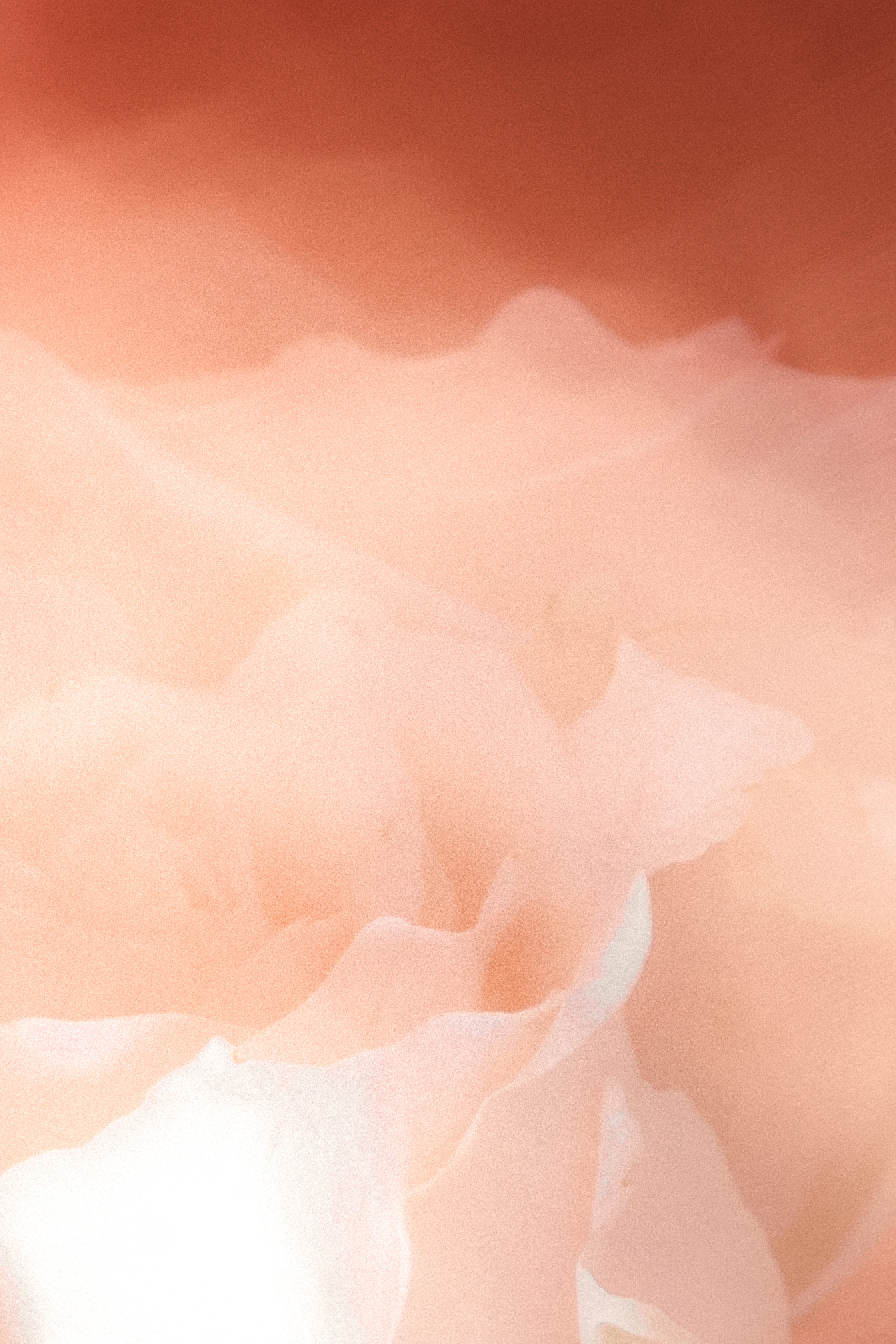 Rose Petals Closeup